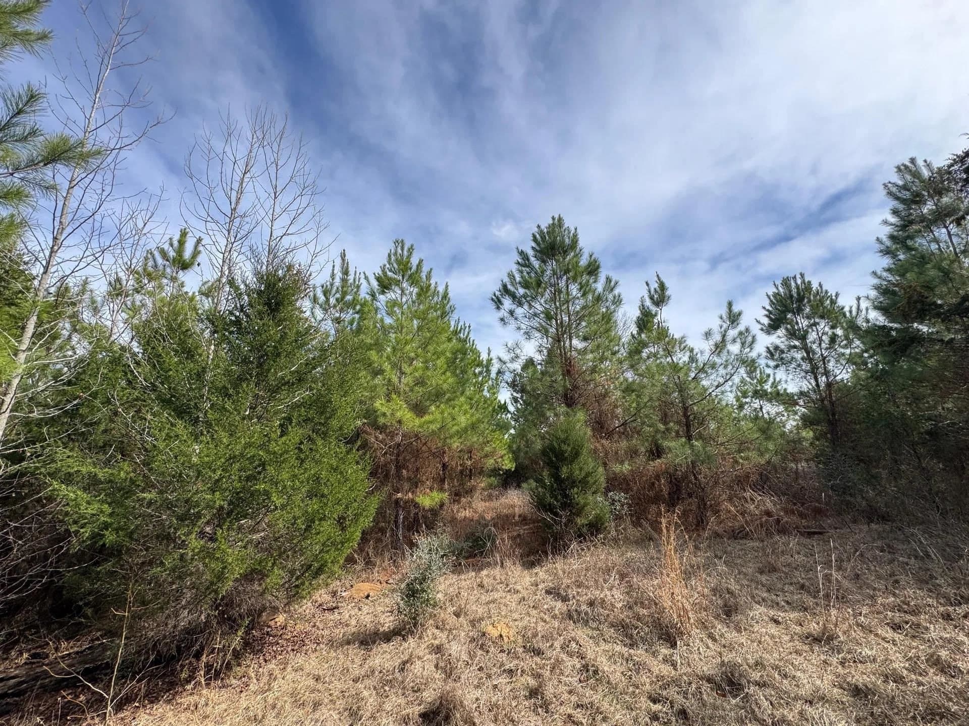8 acres in Cass County - photo 8