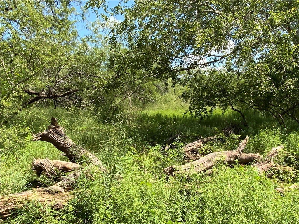 21 acres in San Patricio County - photo 9