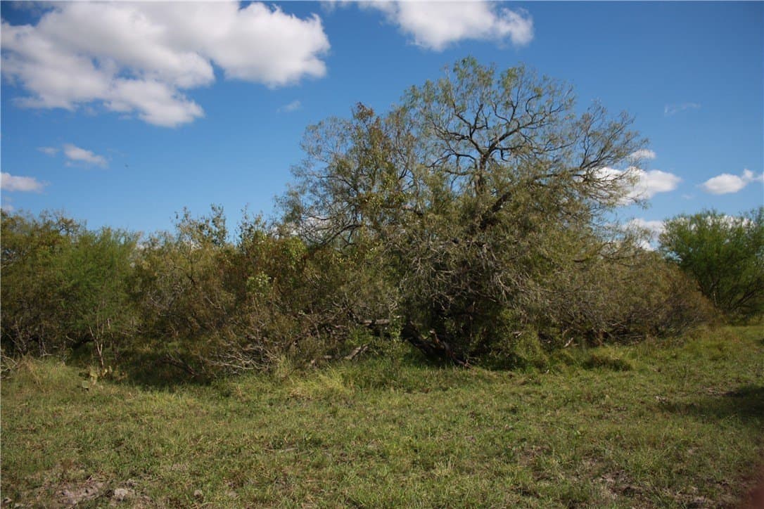 21 acres in San Patricio County - photo 4