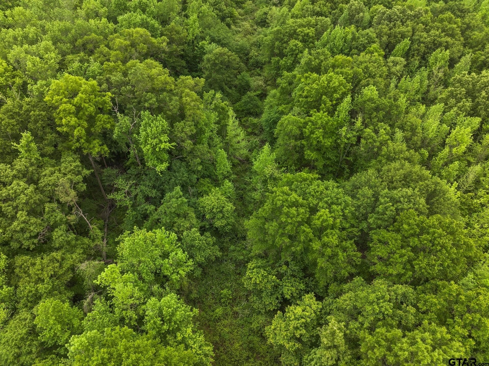 10.8 acres in Camp County - photo 7