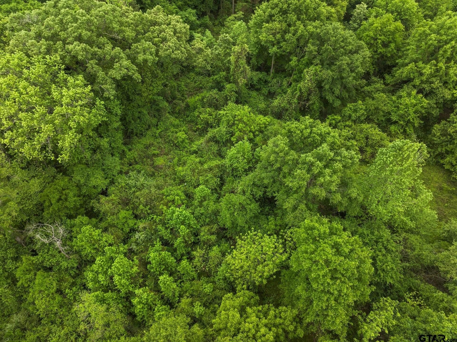 10.8 acres in Camp County - photo 6