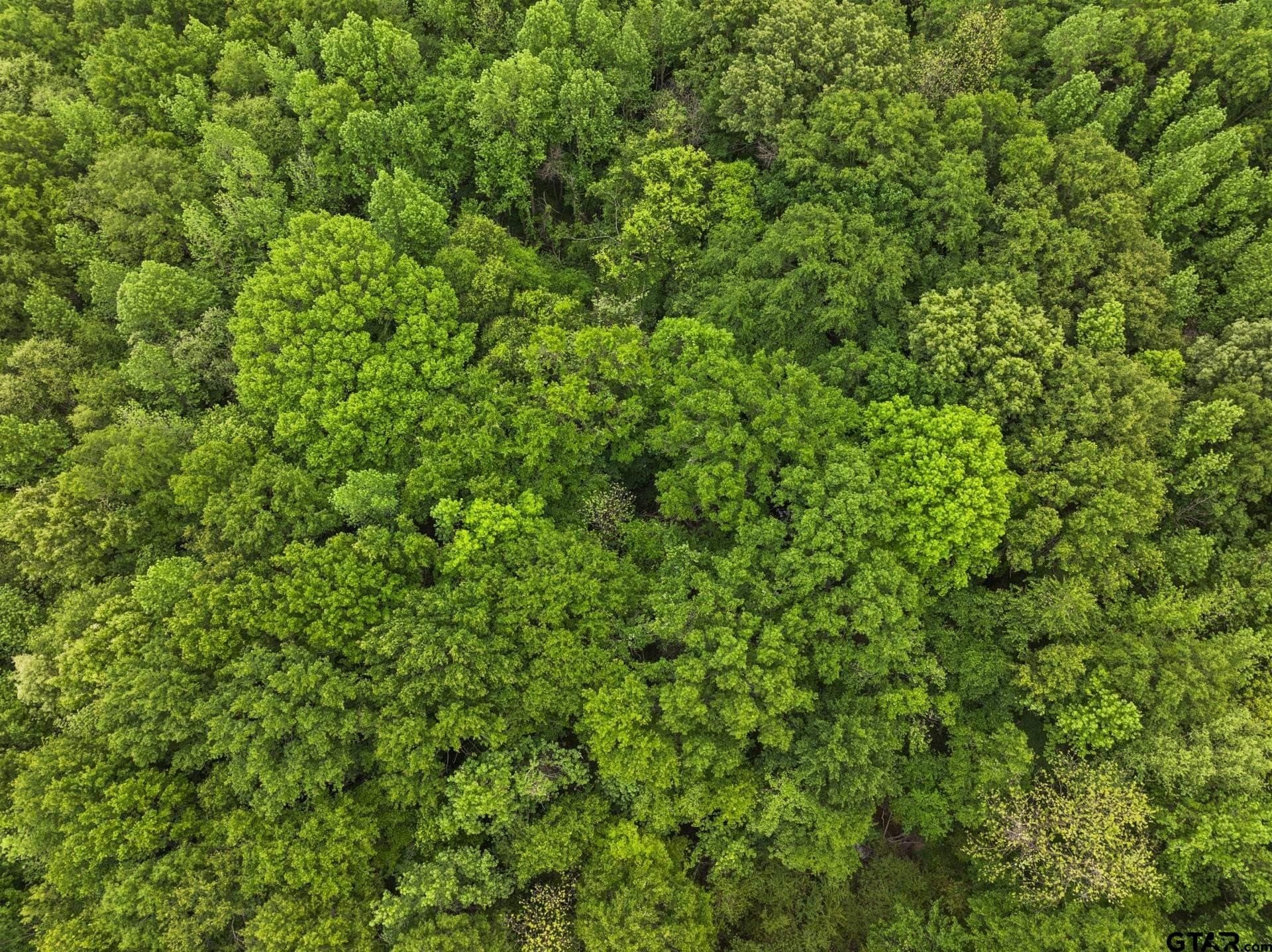 10.8 acres in Camp County - photo 10