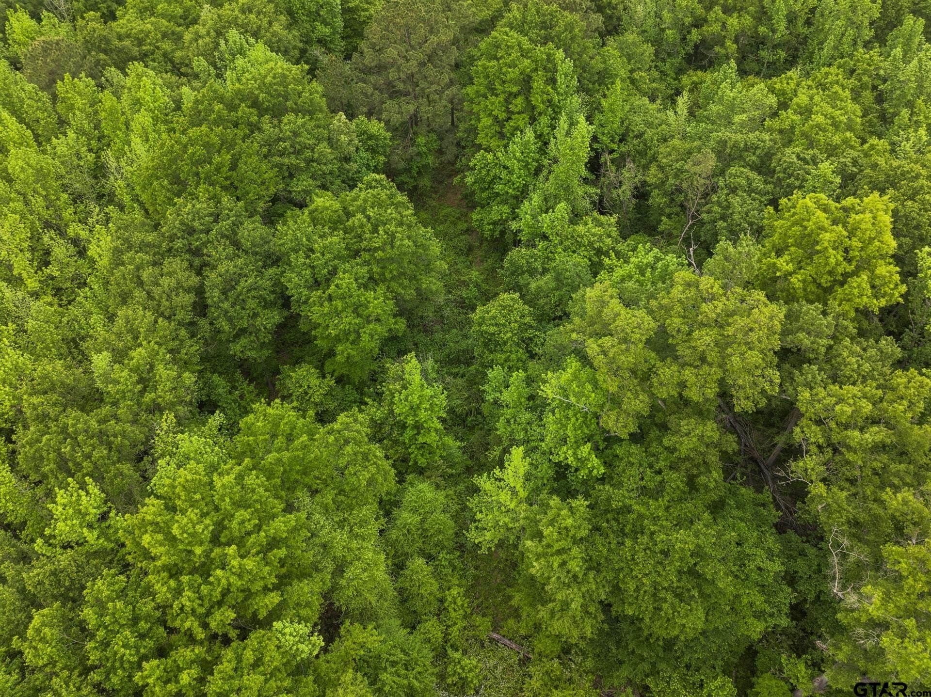 10.8 acres in Camp County - photo 8