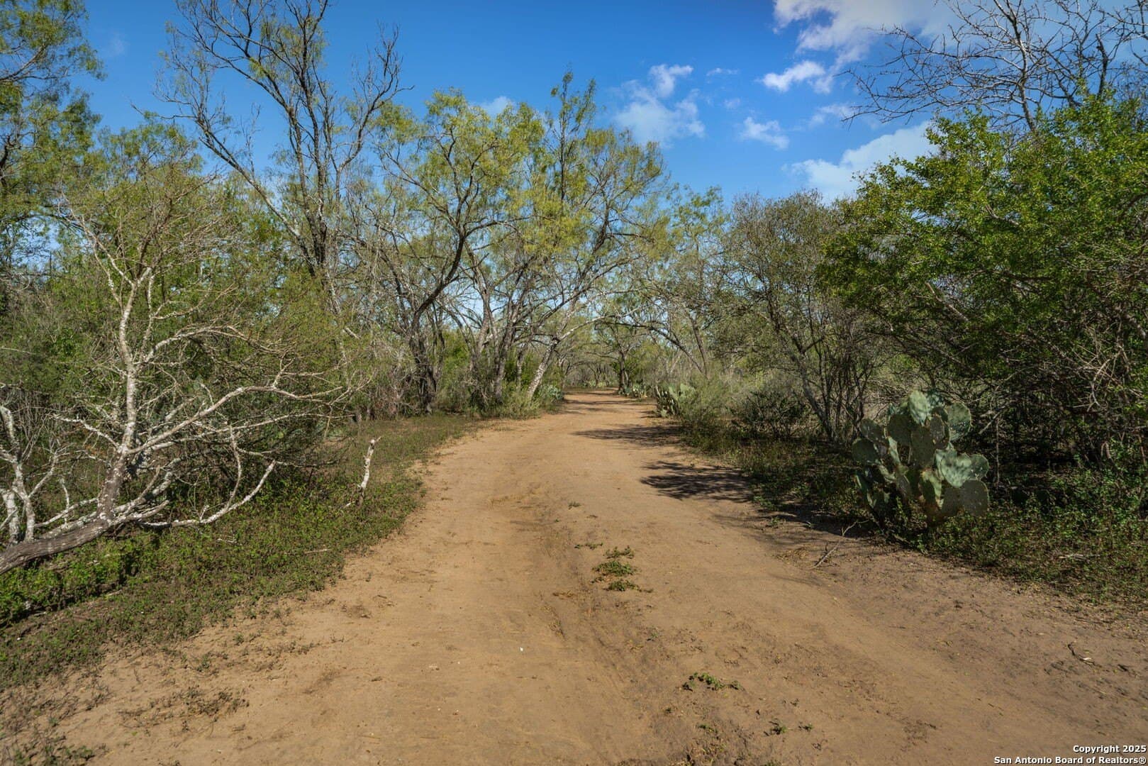 133 acres in Bexar County - photo 39