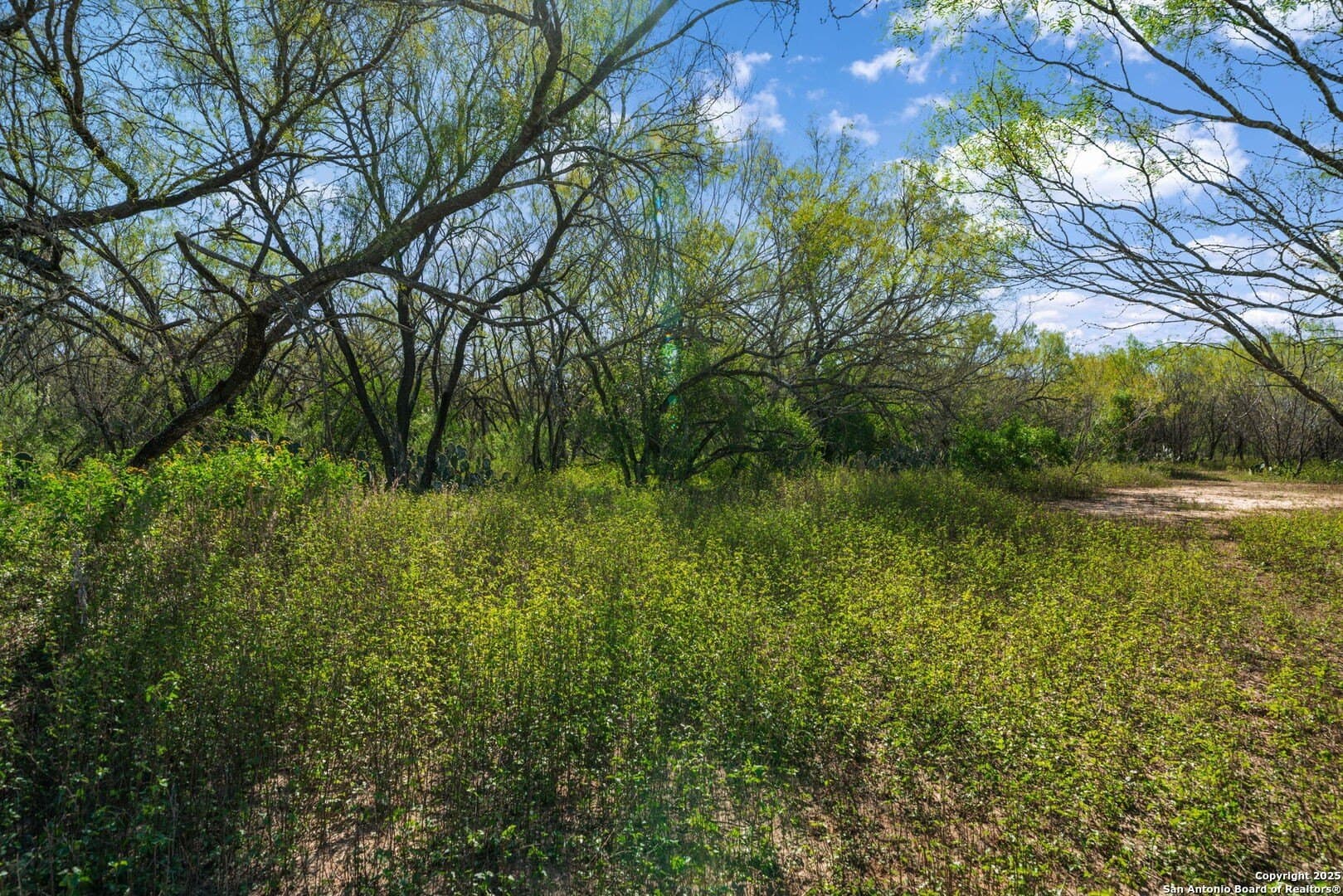 133 acres in Bexar County - photo 41