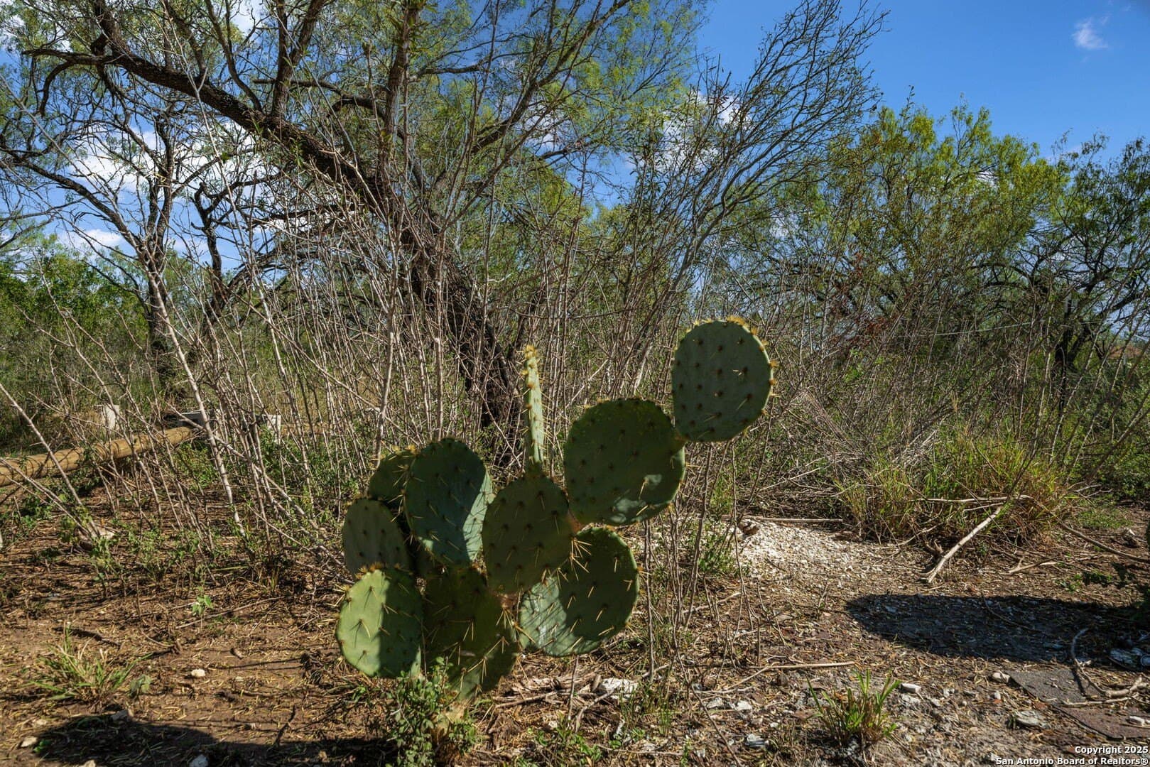 133 acres in Bexar County - photo 30