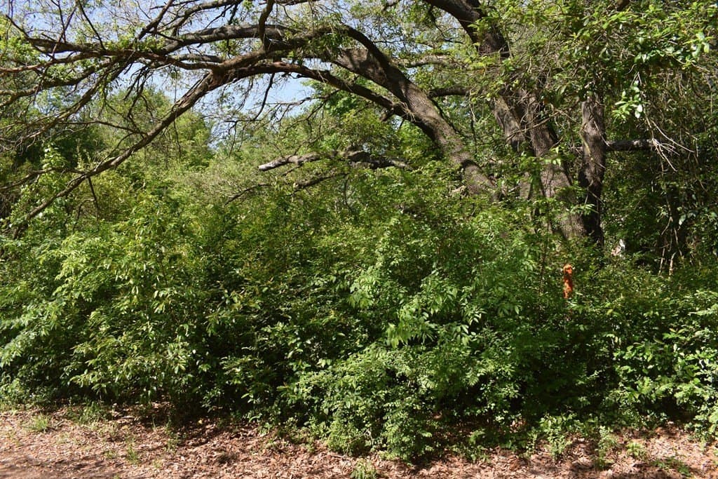 0.16 acres in Henderson County - photo 2