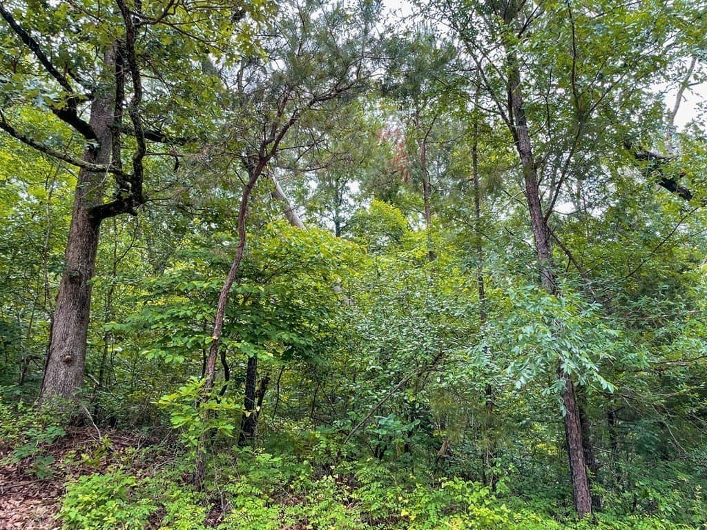 1.5 acres in ANDERSON County - photo 3