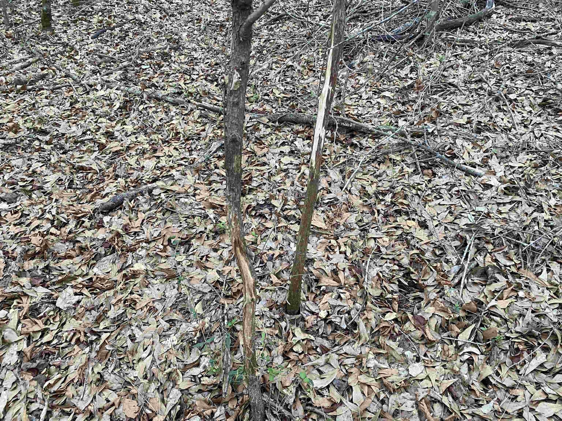 7.75 acres in Harrison County - photo 17