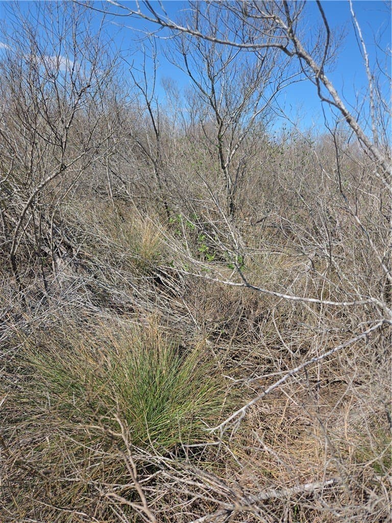 13.15 acres in Calhoun County - photo 4