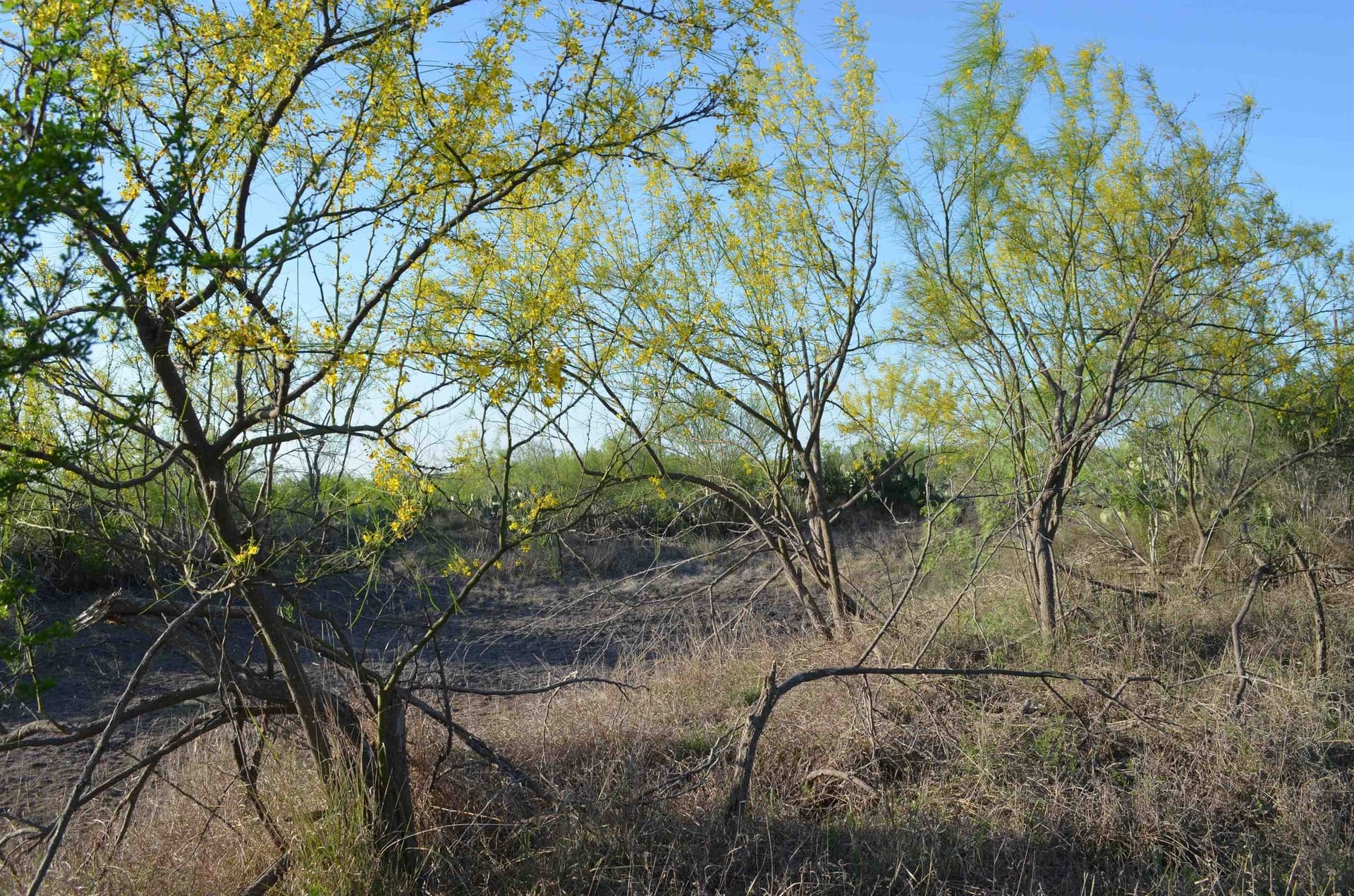 10.39 acres in Webb County - photo 7