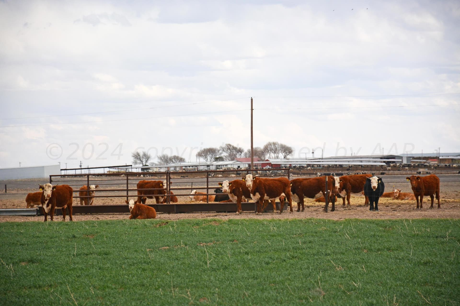 160 acres in Bailey County - photo 29