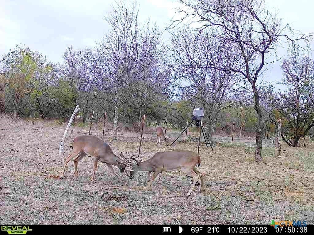 103 acres in Limestone County - photo 13