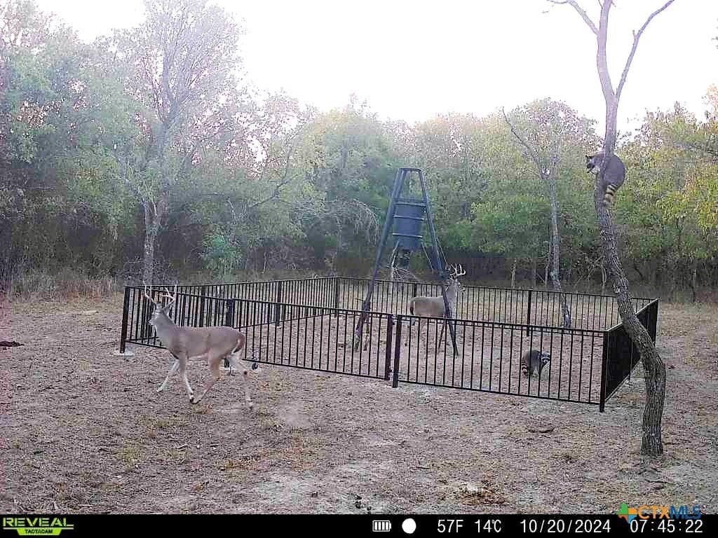 103 acres in Limestone County - photo 11