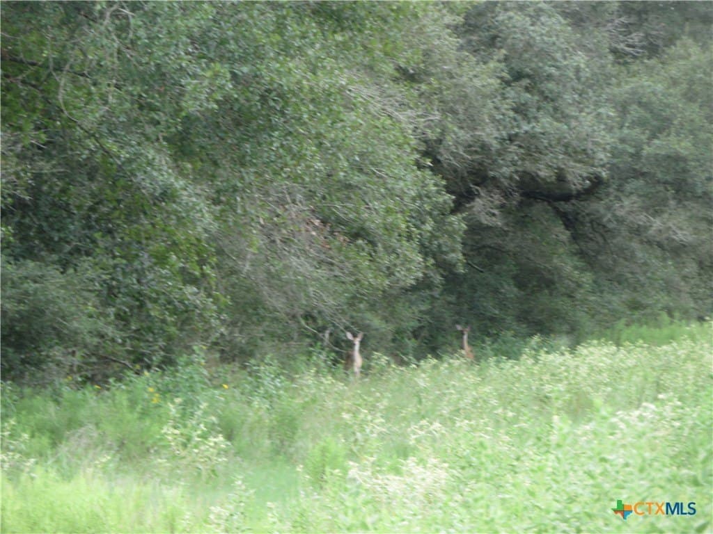 294 acres in Jackson County - photo 11