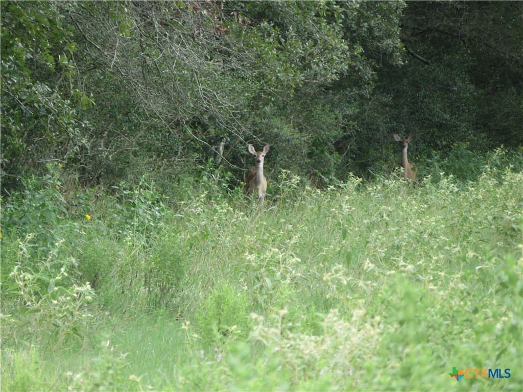 294 acres in Jackson County - photo 12