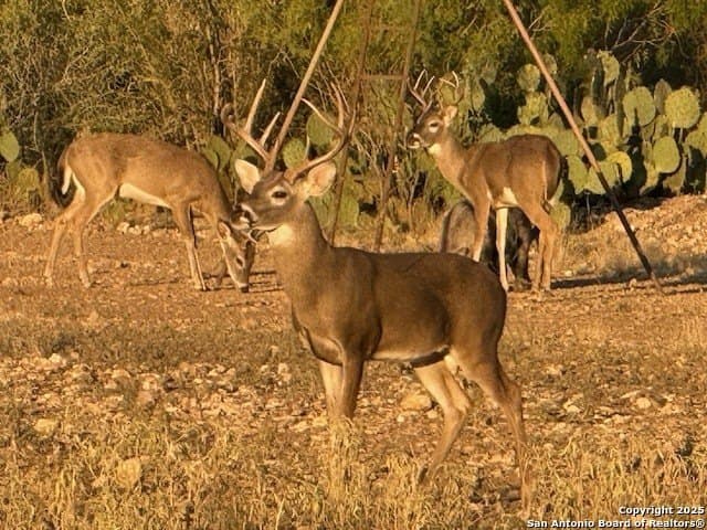 19.66 acres in Uvalde County - photo 2