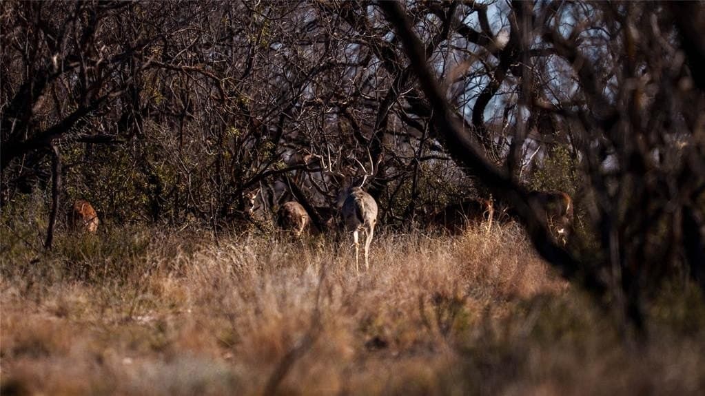1,280 acres in Concho County - photo 11