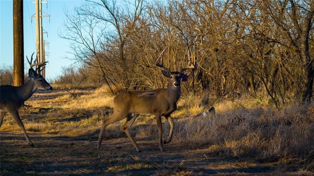1,280 acres in Concho County - photo 14