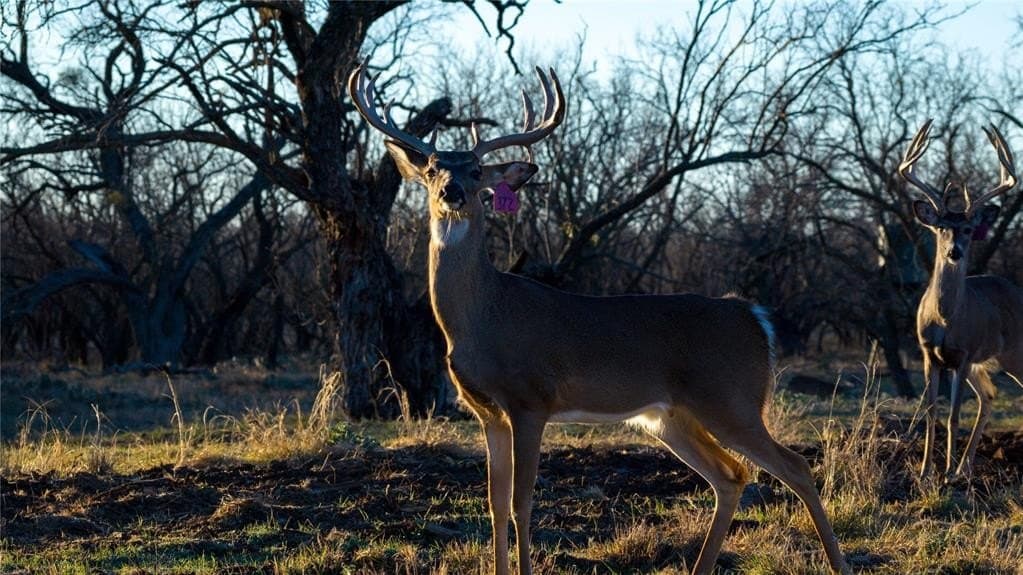 1,280 acres in Concho County - photo 15
