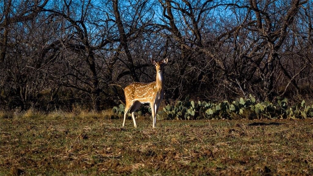 1,280 acres in Concho County - photo 39
