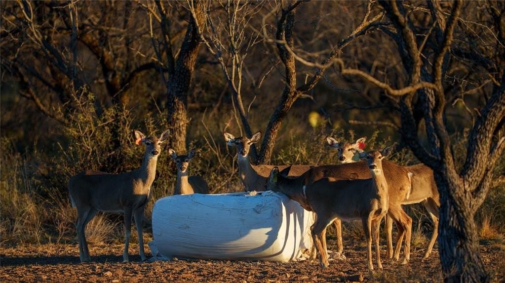1,280 acres in Concho County - photo 32