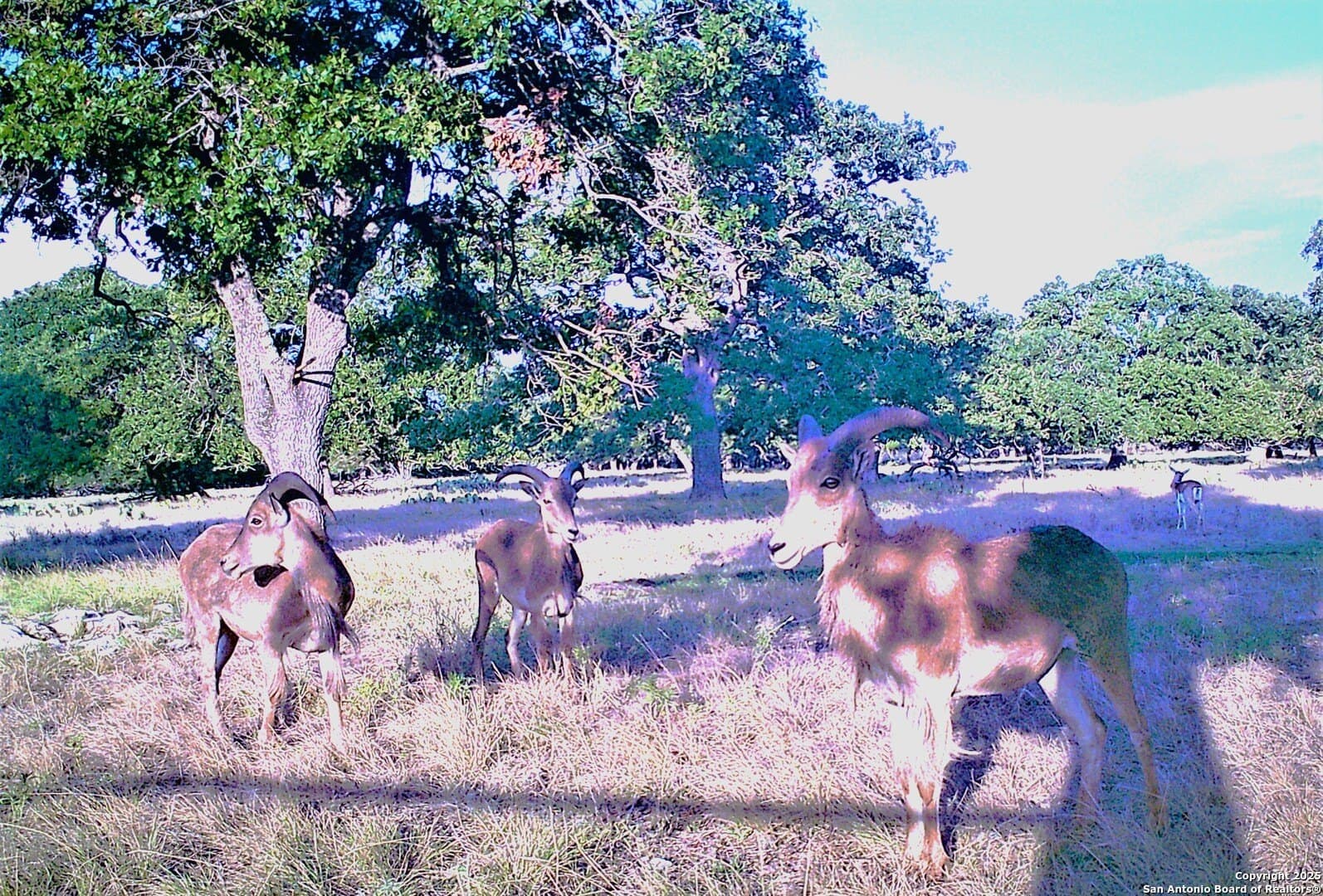 2,000 acres in Kerr County - photo 26