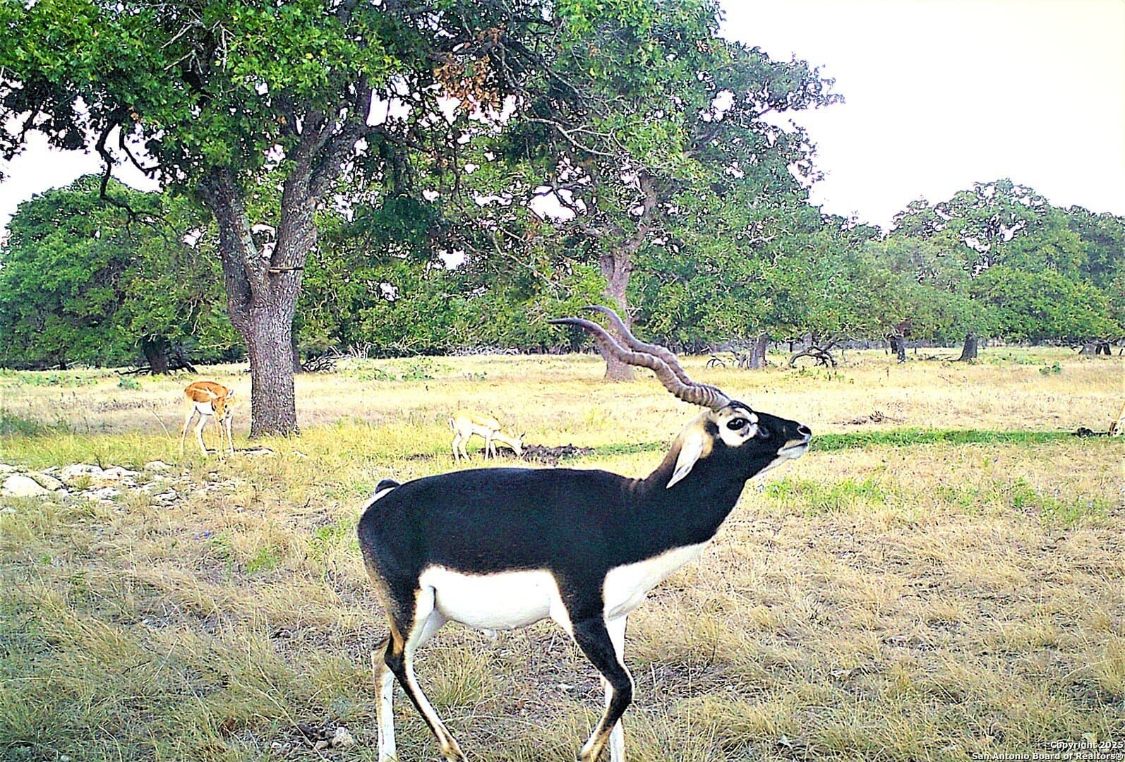 2,000 acres in Kerr County - photo 7