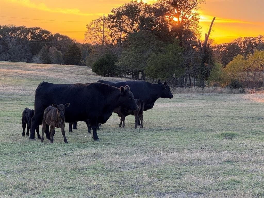 53.52 acres in Van Zandt County - photo 22