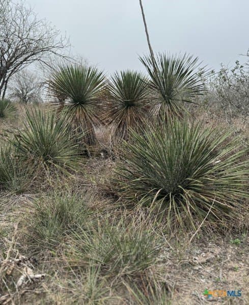 56.35 acres in Karnes County - photo 9