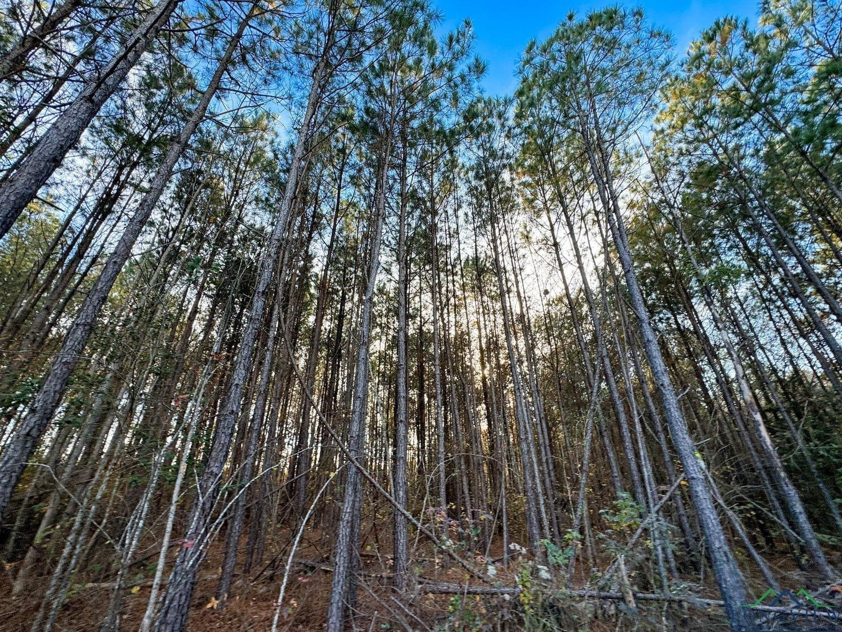 11.81 acres in Cass County - photo 19