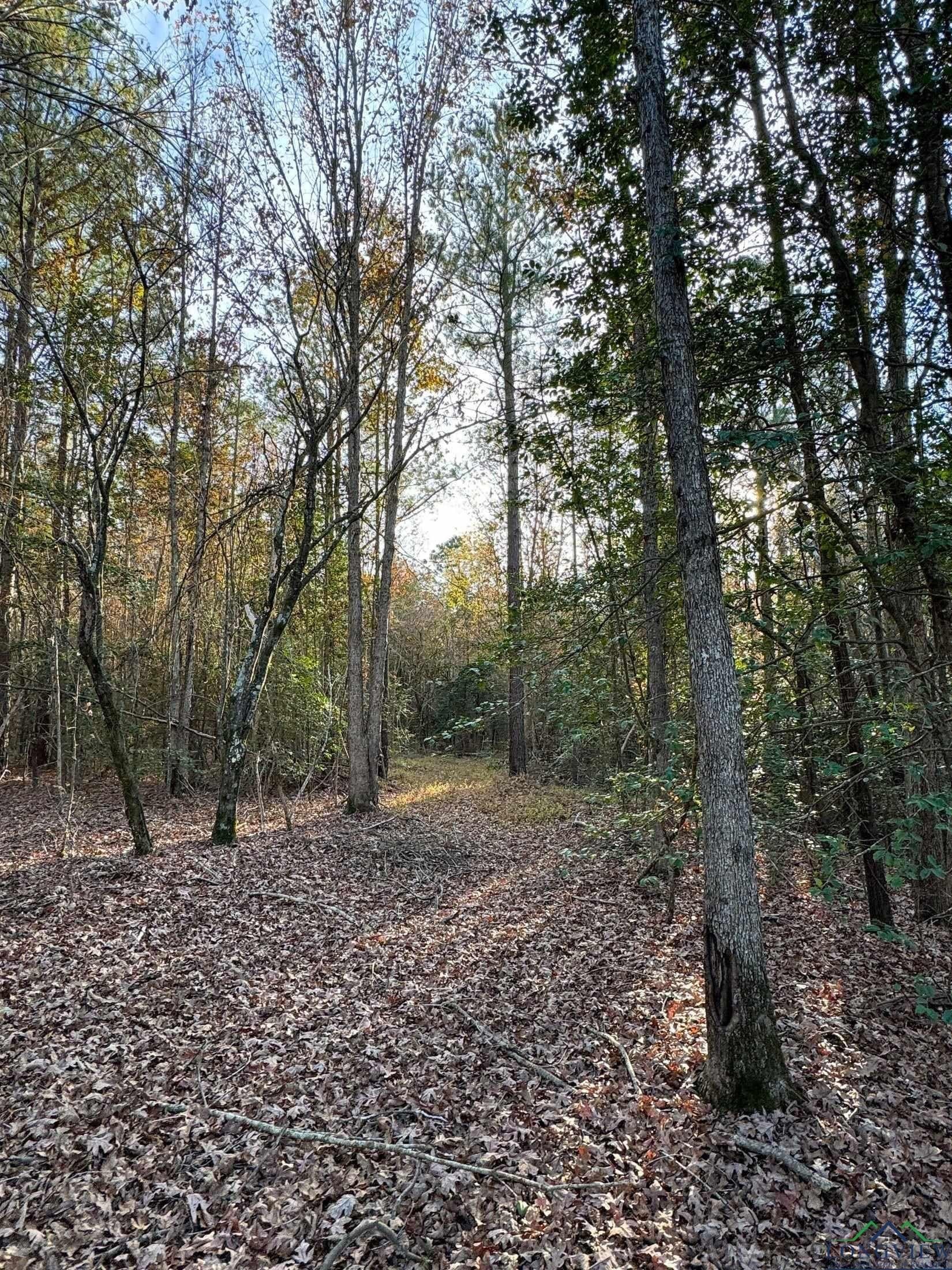 11.81 acres in Cass County - photo 23