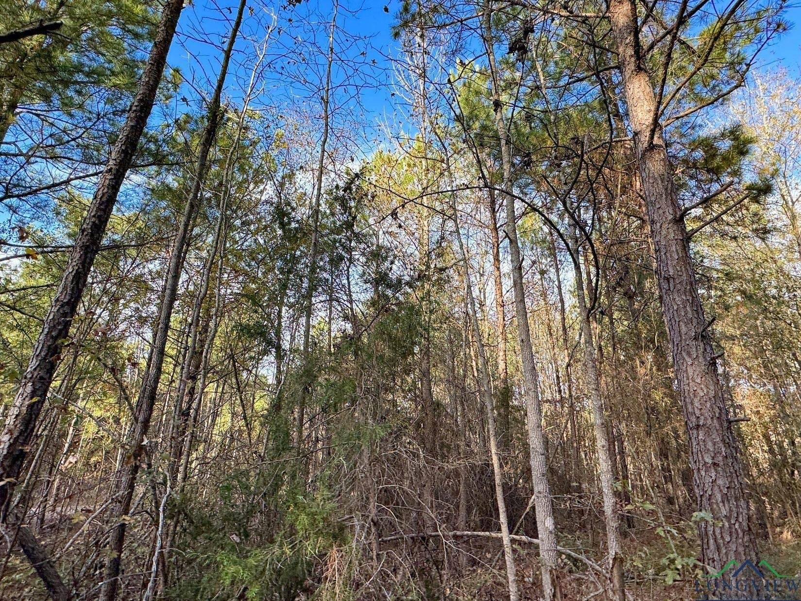 11.81 acres in Cass County - photo 20