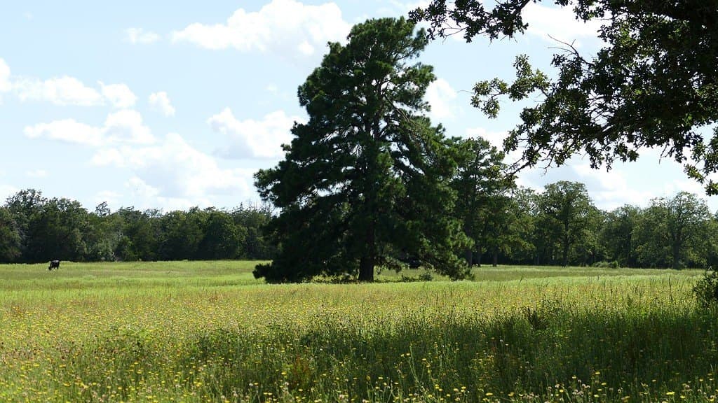300 acres in Bastrop County - photo 4