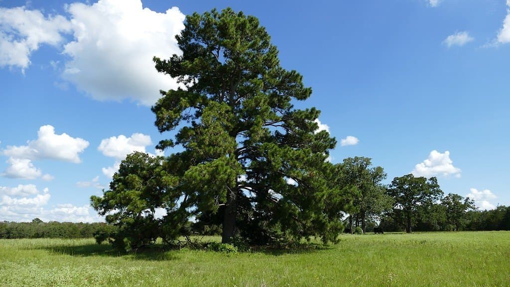 300 acres in Bastrop County - photo 6
