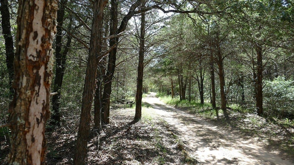 300 acres in Bastrop County - photo 5