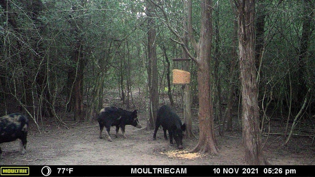 300 acres in Bastrop County - photo 16