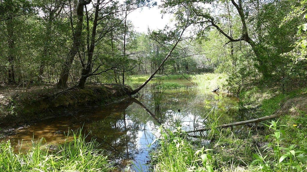 300 acres in Bastrop County - photo 8
