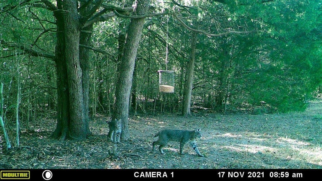 300 acres in Bastrop County - photo 17