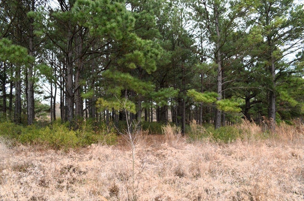 25.26 acres in Van Zandt County - photo 18