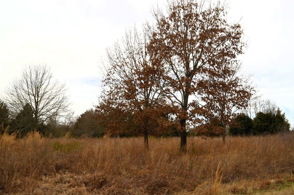 25.26 acres in Van Zandt County - photo 8
