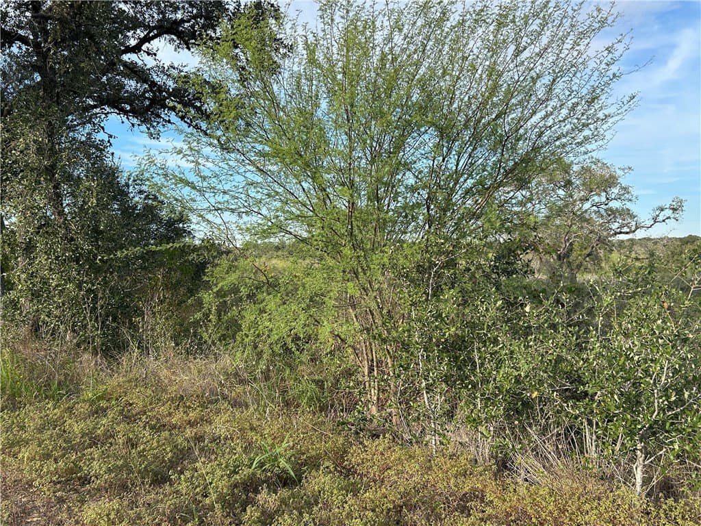 17.2 acres in Bee County - photo 3