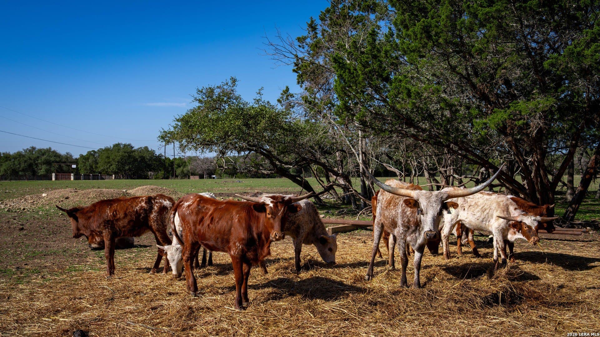 20 acres in Comal County - photo 29