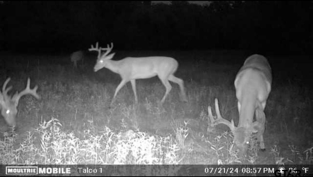 38.79 acres in Titus County - photo 5