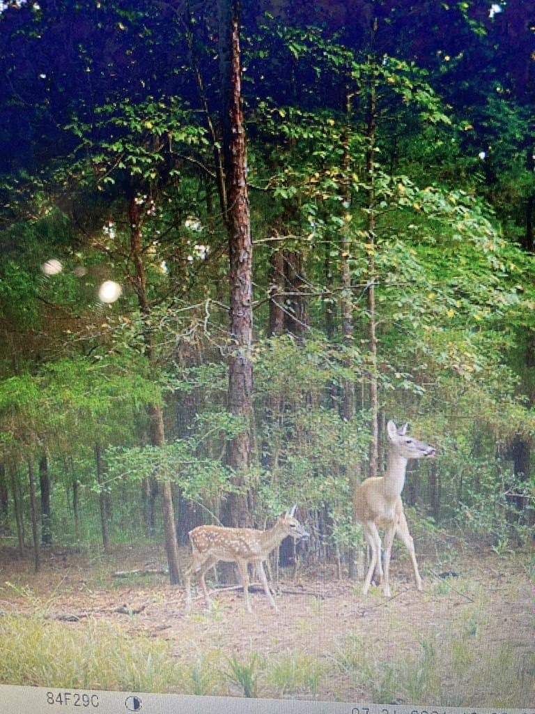 11.4 acres in ANDERSON County - photo 25