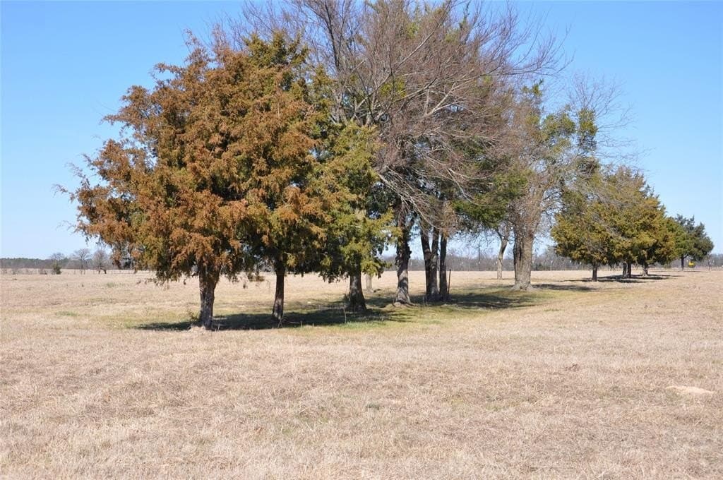 25.9 acres in Hopkins County - photo 8