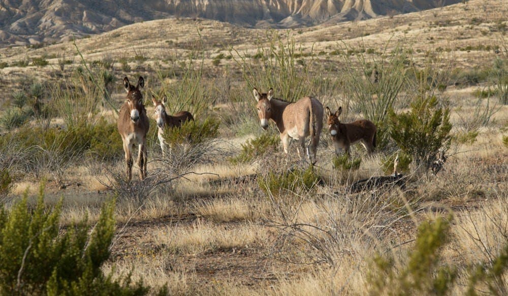 160 acres in Brewster County - photo 14