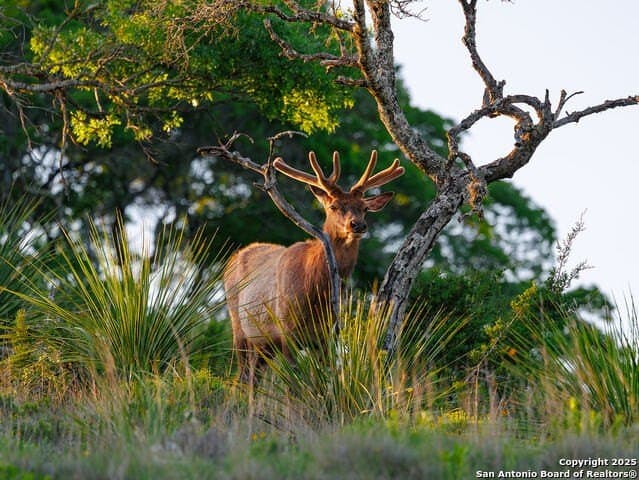 10.95 acres in Bandera County - photo 4