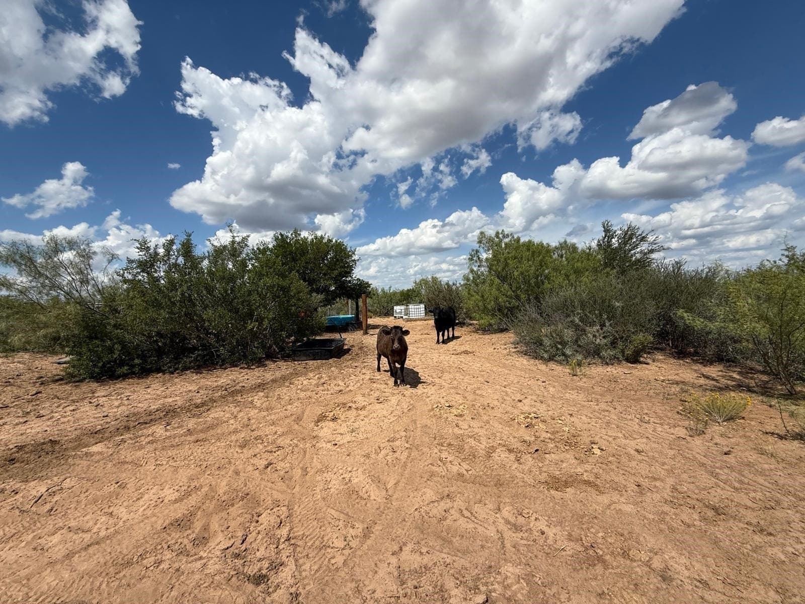 54 acres in Webb County - photo 15