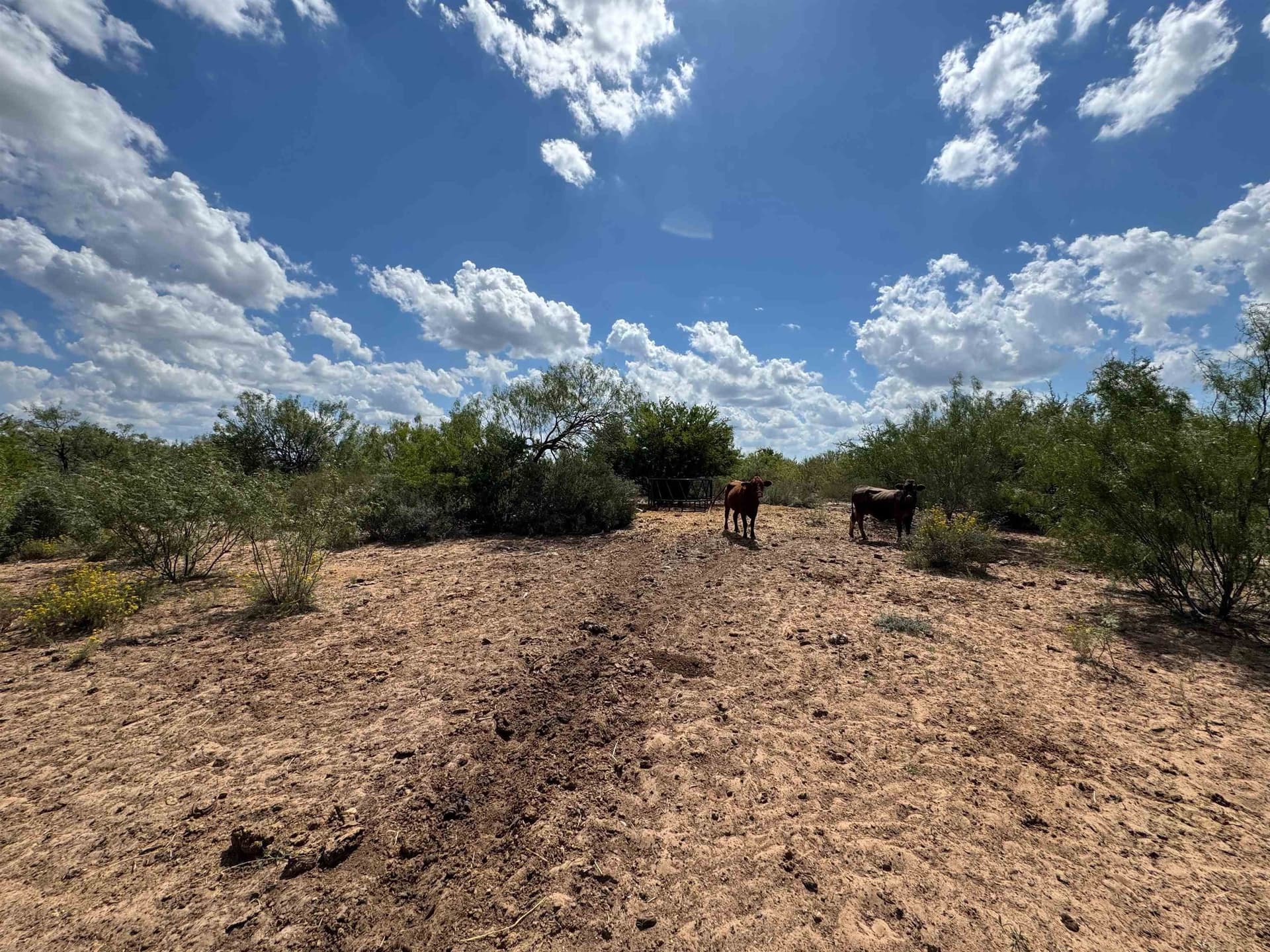 54 acres in Webb County - photo 17